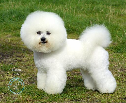 Bichon Frise 9A063D-05.JPG
